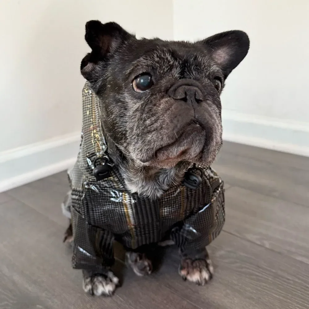 Stylish Cream Dog Raincoat with Plaid Print